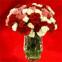 175 Assorted Carnations