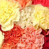 Dellivery Included Wedding  Carnations