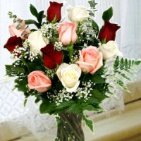 Valentine's day roses in red white and pink