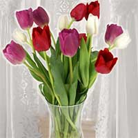 Tulips in red, white and pink