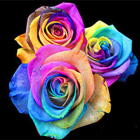 Rainbow rose 1,3 roses for fundraising