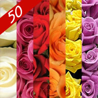 50 Long stemwholesle yellow, red, while, orange, pink or lavender Roses for delivery