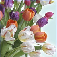 Delivered multi Colored Tulips