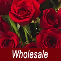 Valentines Wholesale Bulk Red Roses