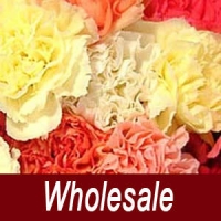 250 Assorted Carnations