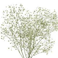 Baby's Breath for floral arrangements