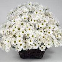 White Daisies for delivery