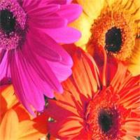 Gerber Daisies in Orange, Yellow, Red, White, Pink, or Assorted Mix