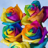 deliveredrainbow roses