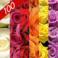 100 fresh red roses