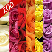 200 wholesale red, pink, orange,while, lavender, yellow roses for delivery