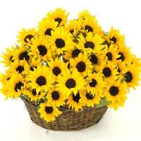 One Hundred Sunflowers